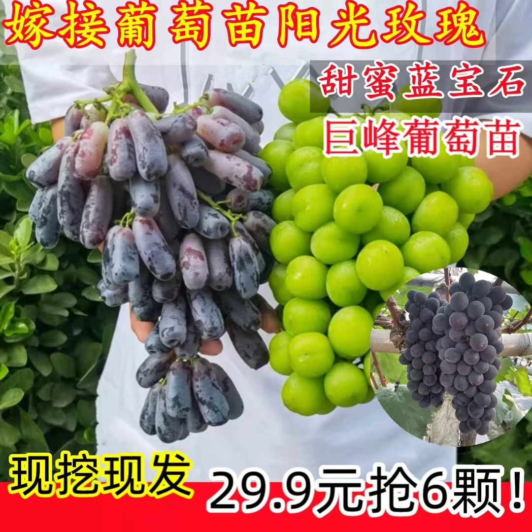 蓝宝石葡萄树苗巨峰葡萄苗阳光玫瑰葡萄苗盆栽地栽南北方种果树苗