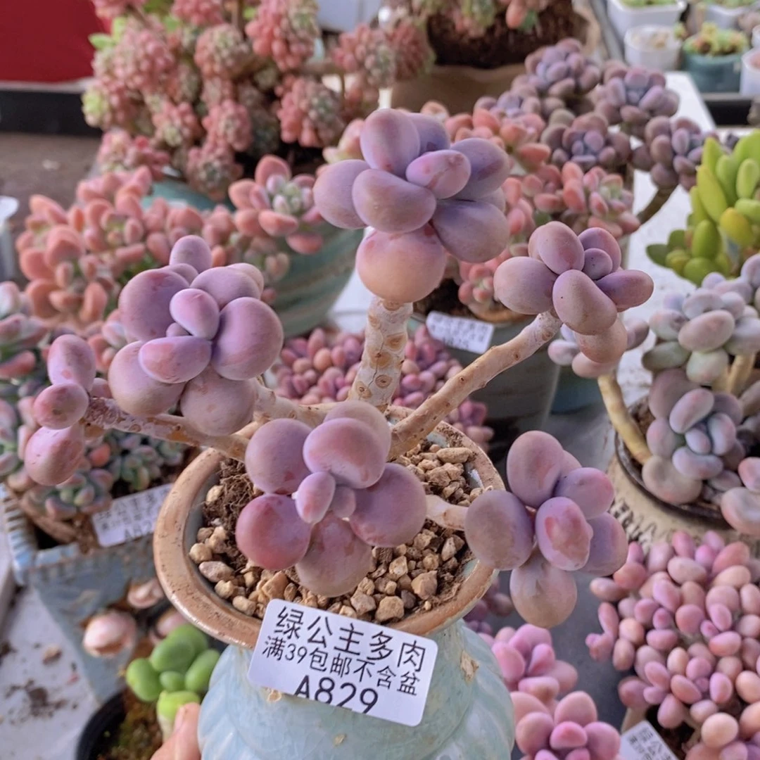 腰子桃蛋老桩12cm829多肉植物