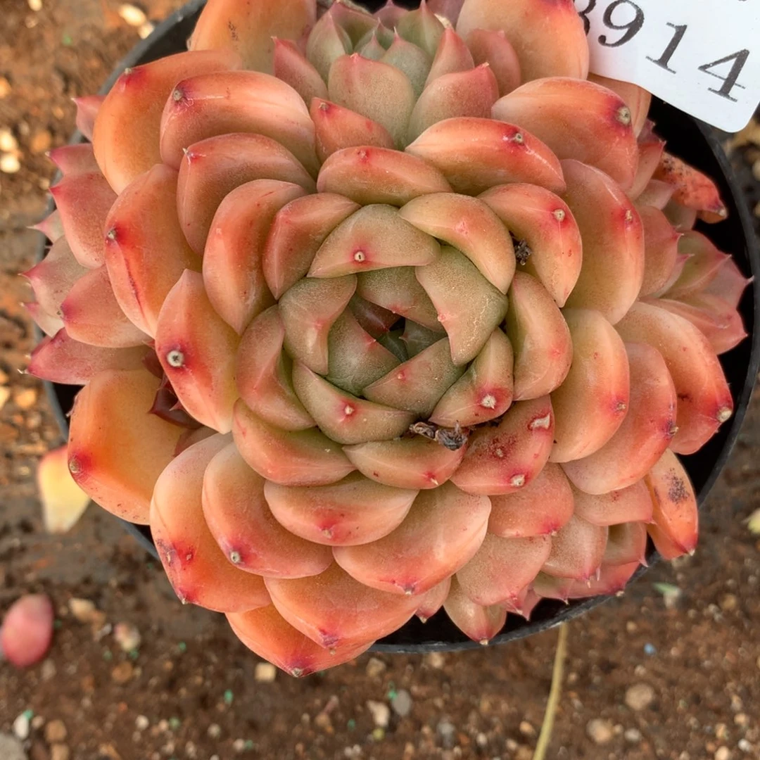 台****仪3914杂交精品基地10厘米