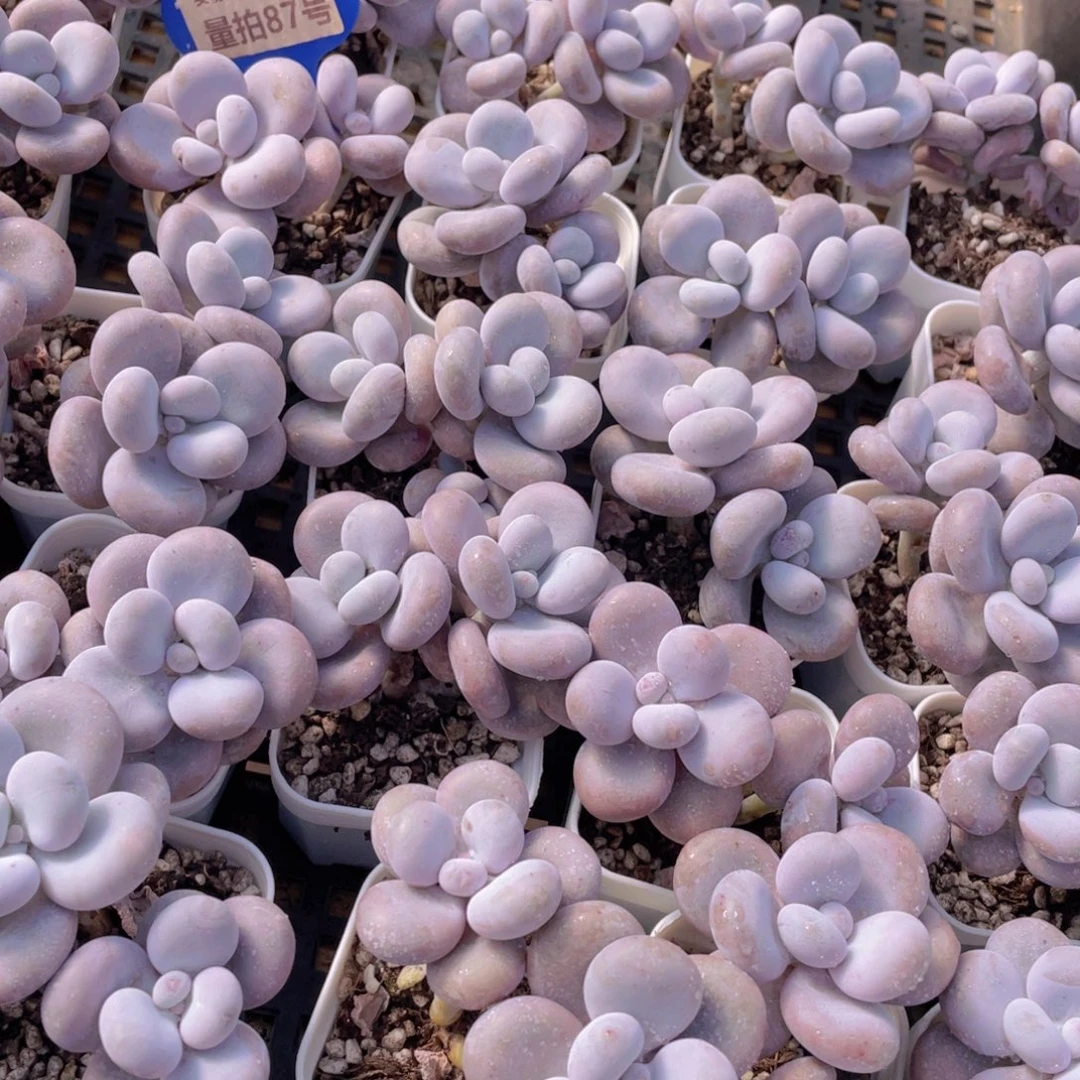 量拍87号 大叶奶水光针原始奶双头一个