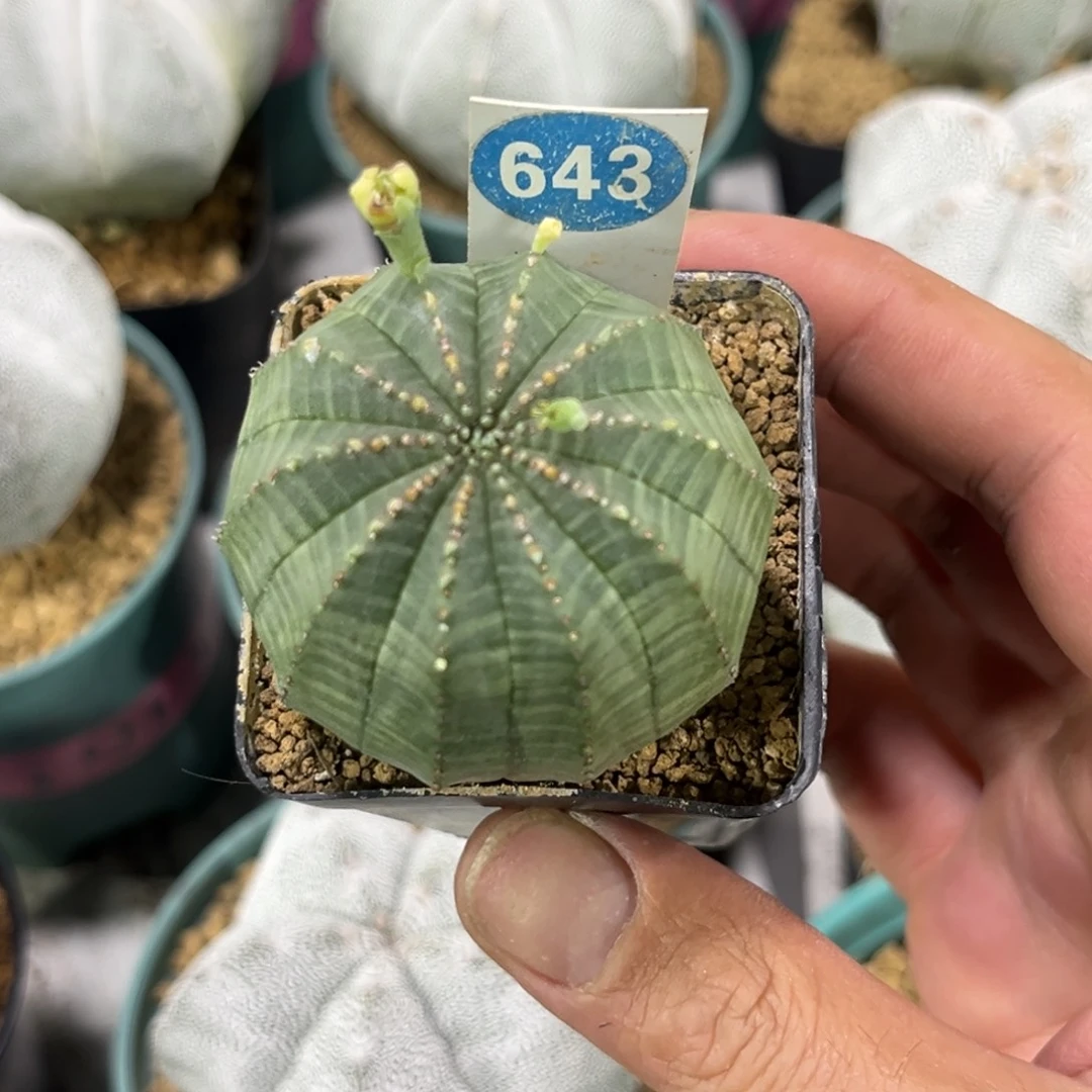 643欧版布纹球带盆带土