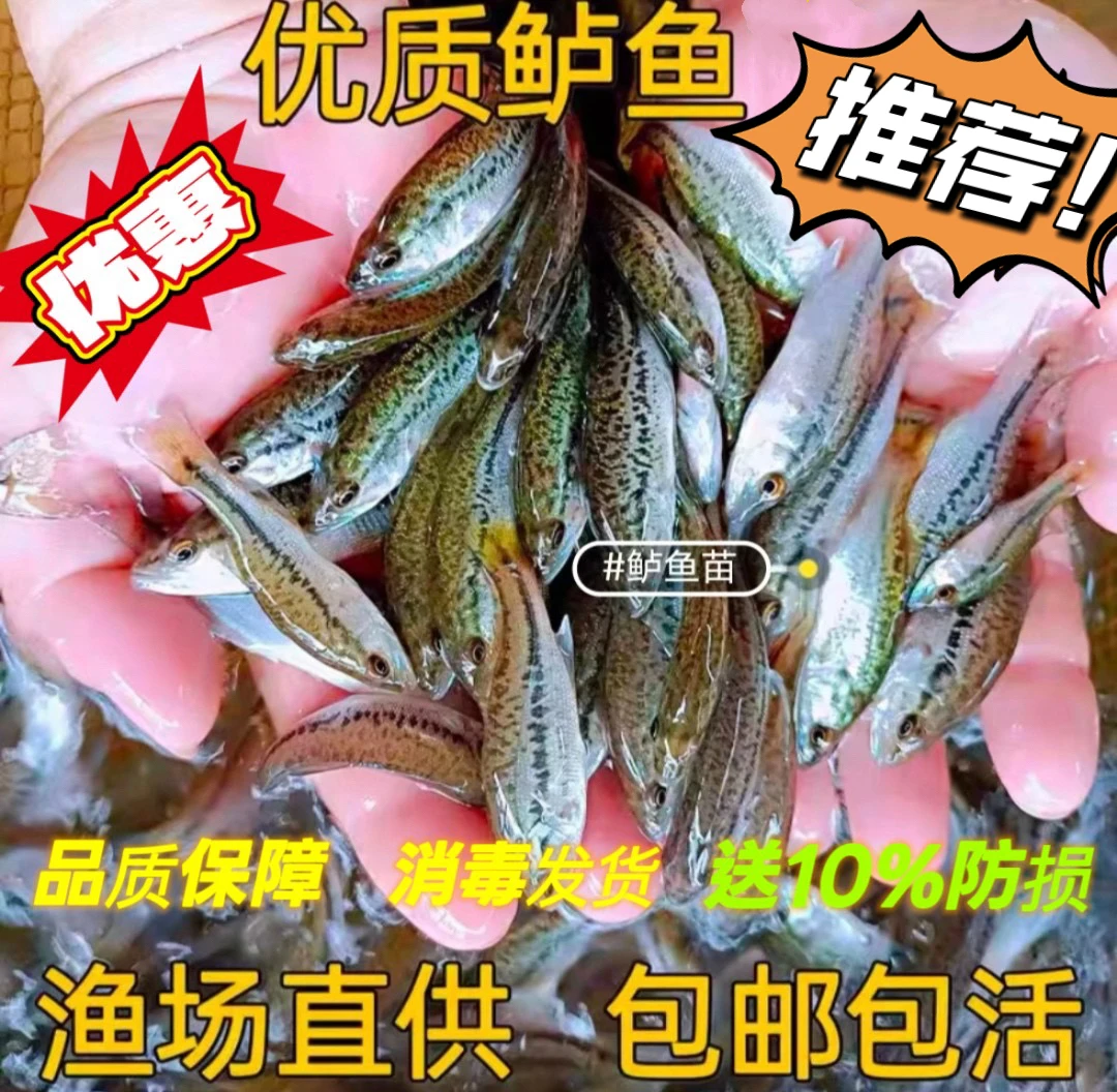 鲈鱼批发 观赏优质大口黑鲈淡水鲈鱼饲料鱼塘水库可养殖