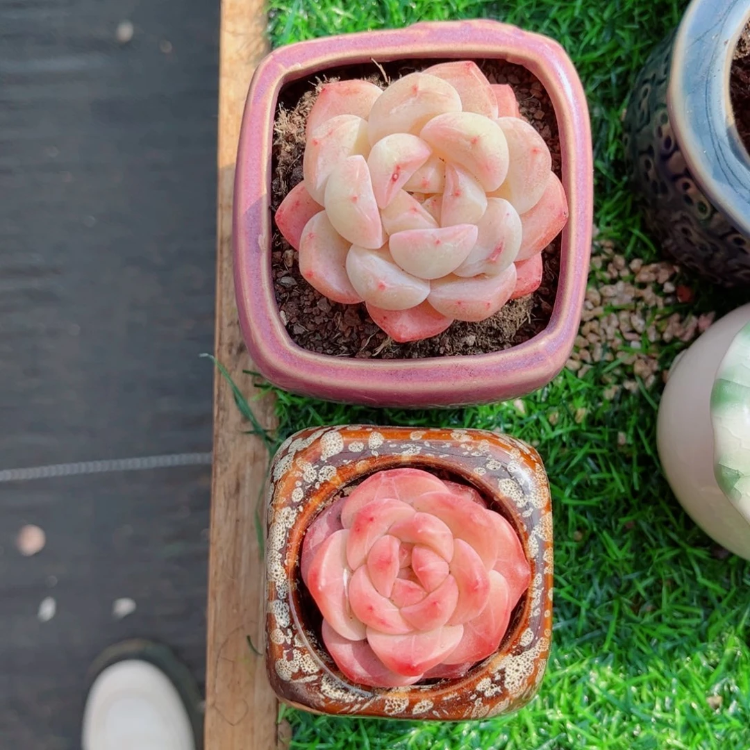 主****狗风靡园艺水蜜桃单头