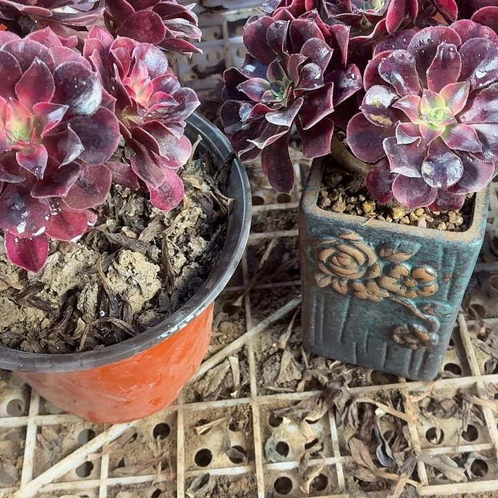 两颗美杜莎小棵拼单福利