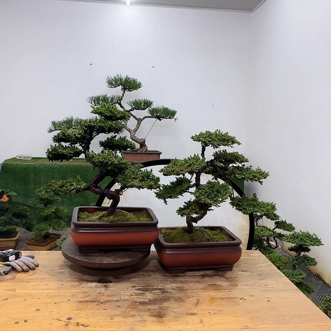 释****援盆景盆景盆景盆景