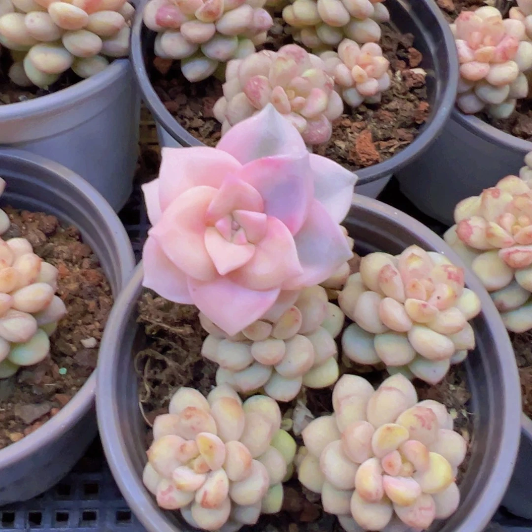 紫乐锦小崽崽不售后