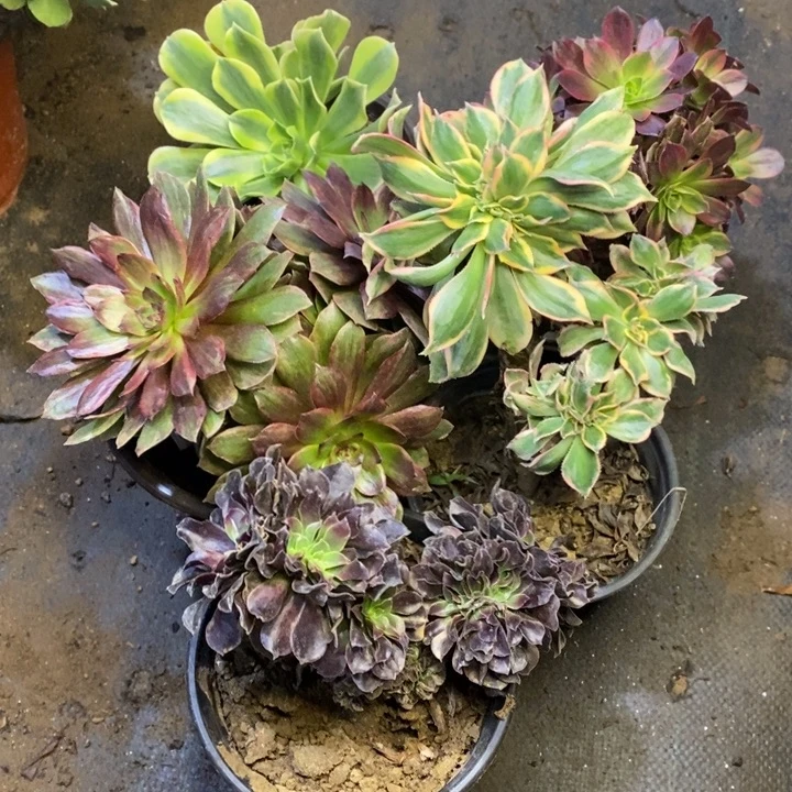 5盆多肉断头不包2054