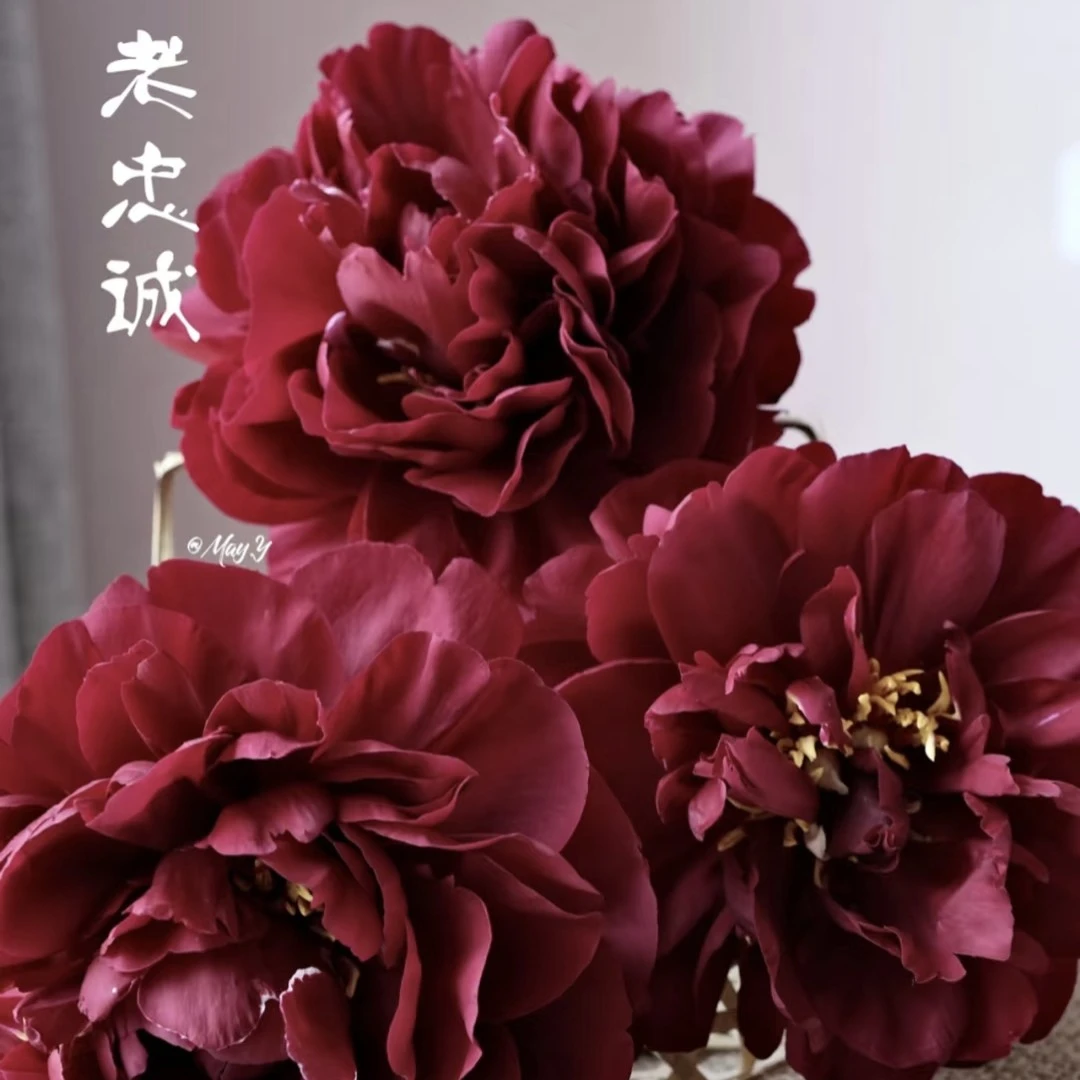 老忠诚芍药，黑色系经典款，适合地栽盆栽。