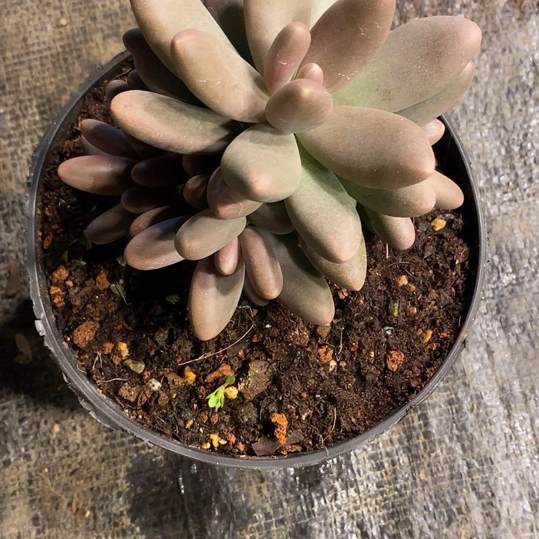 山***间酸奶多肉 糖果美人