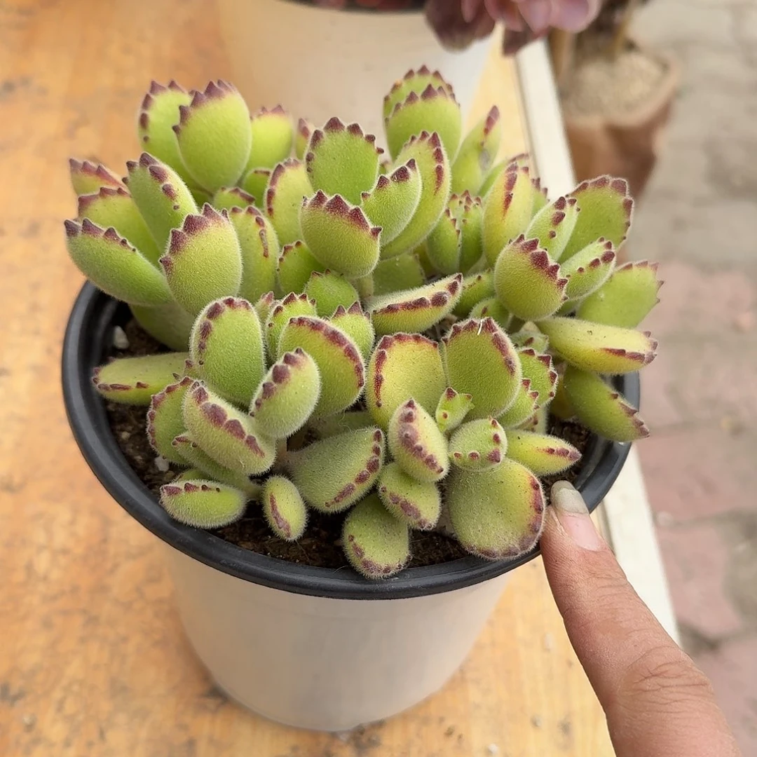 绿熊童子多肉植物