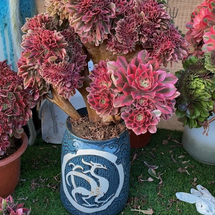 喂***你粉女巫缀化多肉1颗