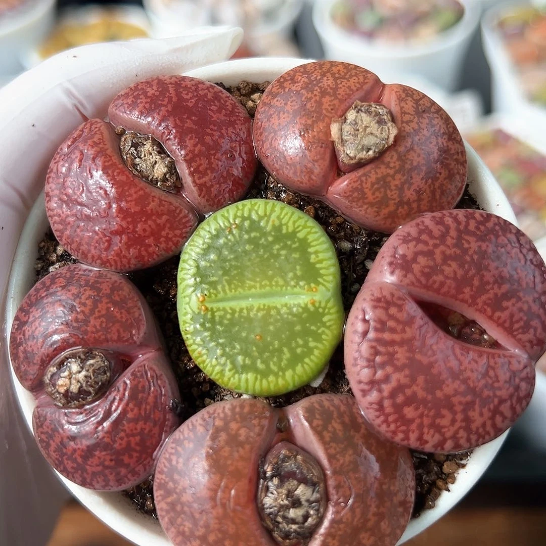 好养易活生石花大母本1000