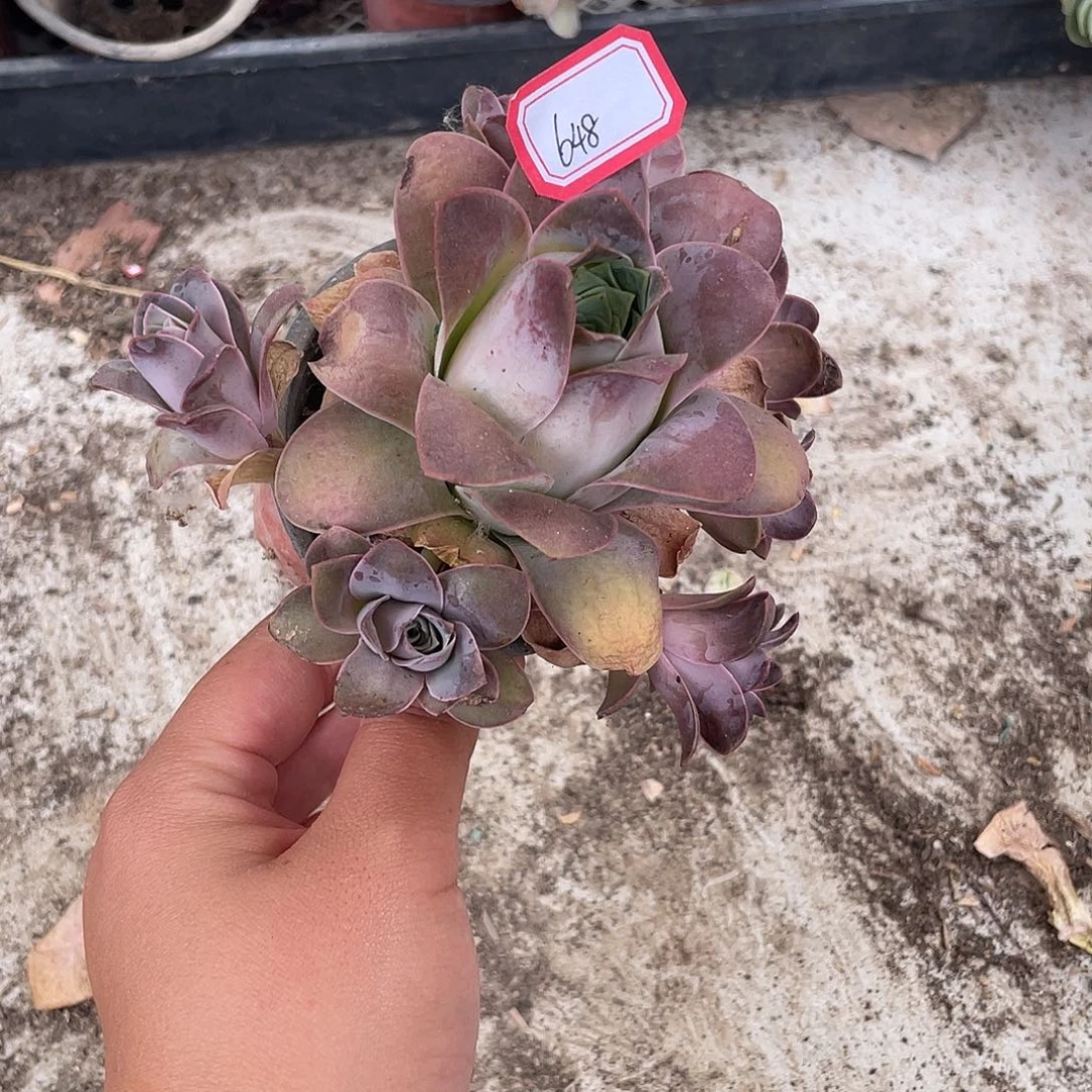 山地玫瑰多肉不售后 648