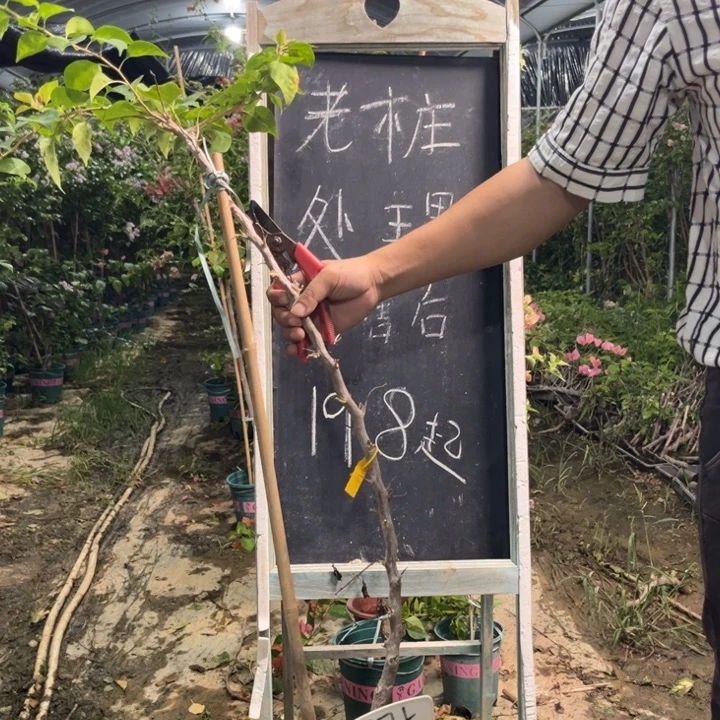 无花朵三角梅三角梅875
