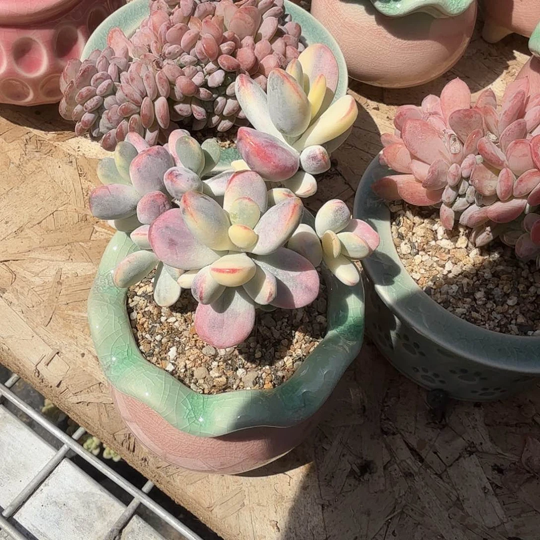 乒乓度娘锦带盆多肉植物