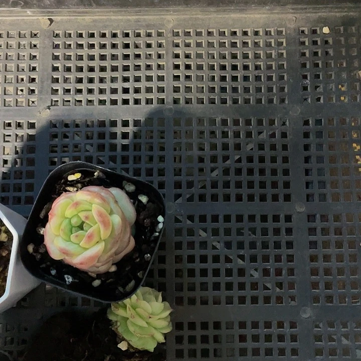 我****！17号筐4颗一组带盆