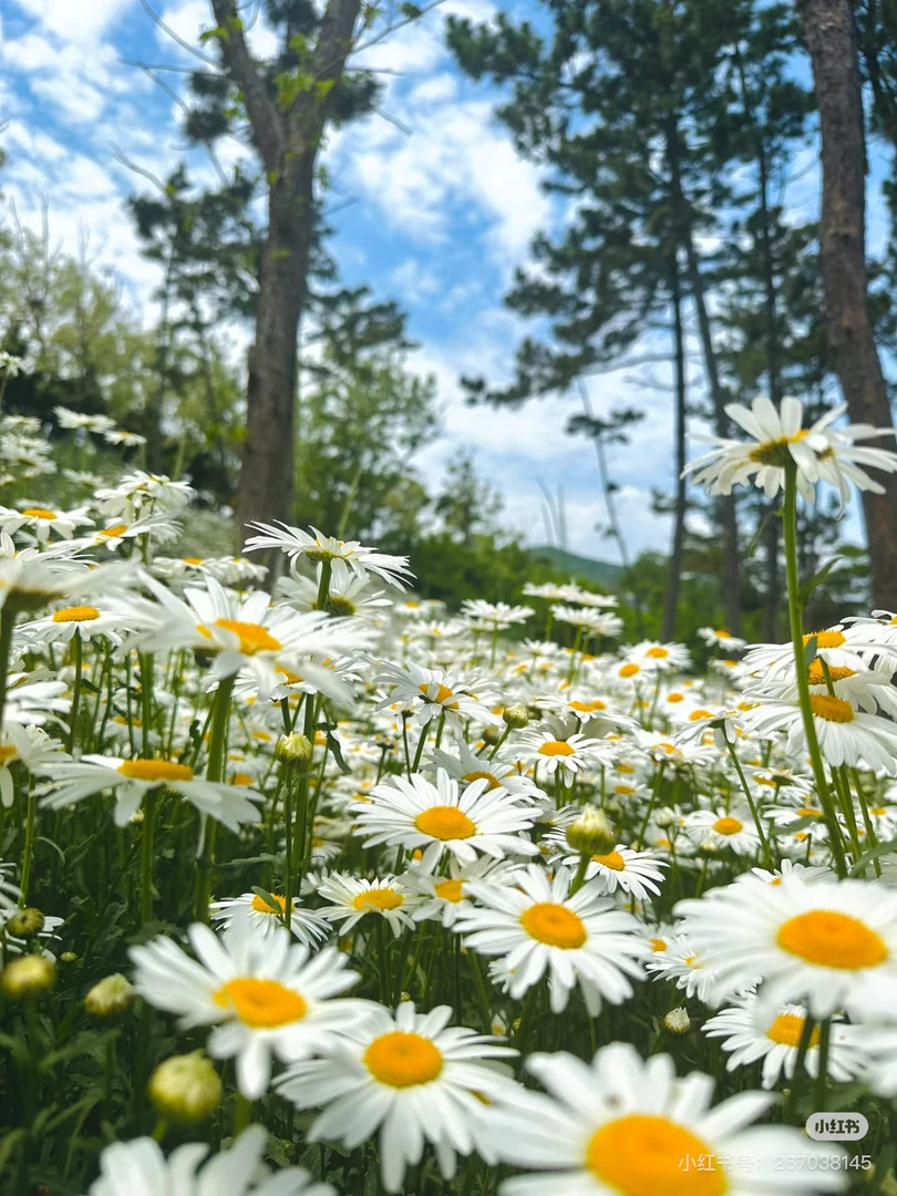 【大滨菊】110盆子（满5盆包邮）四季阳台庭院易活耐寒花卉