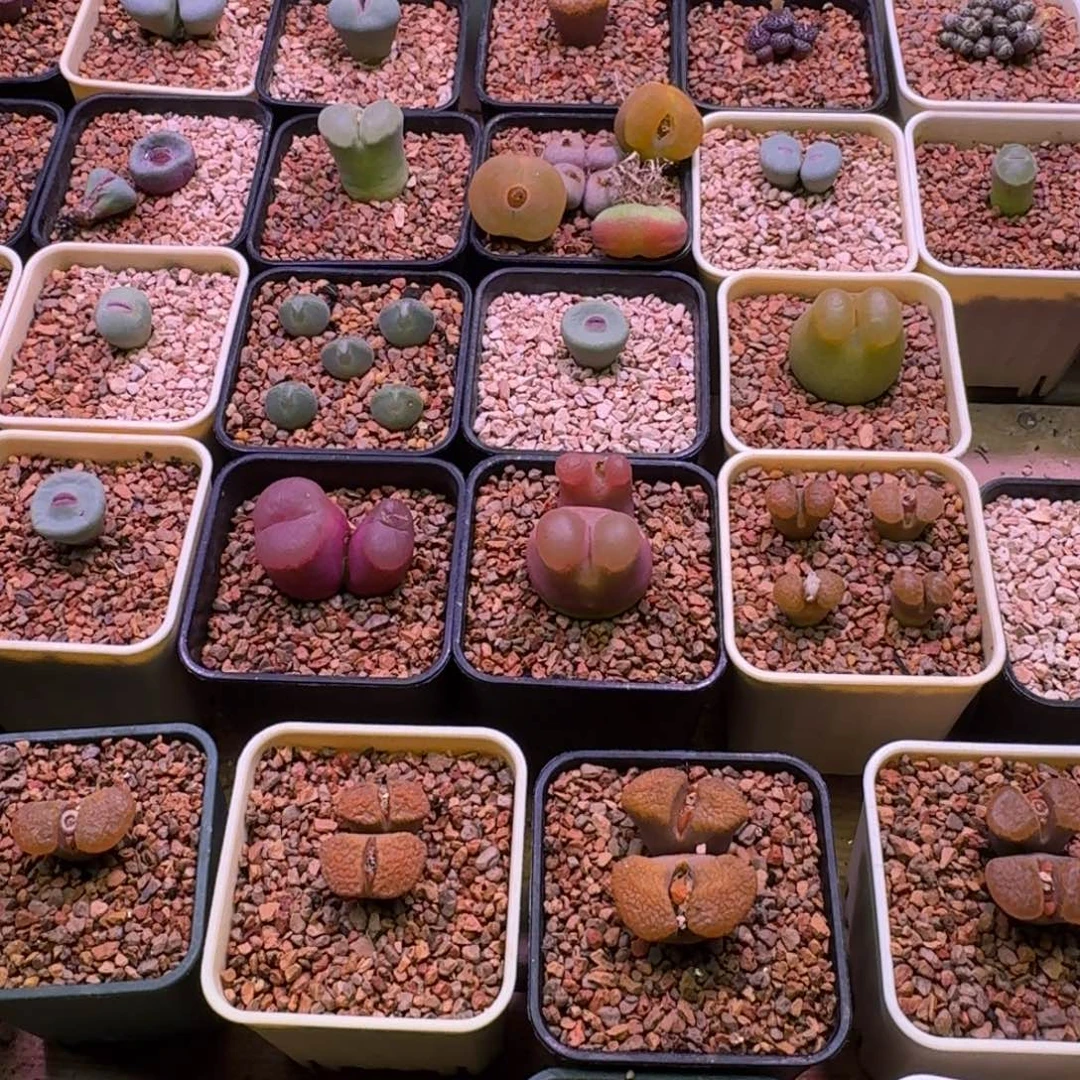 A***郭云缦精品番杏 成株土*2包