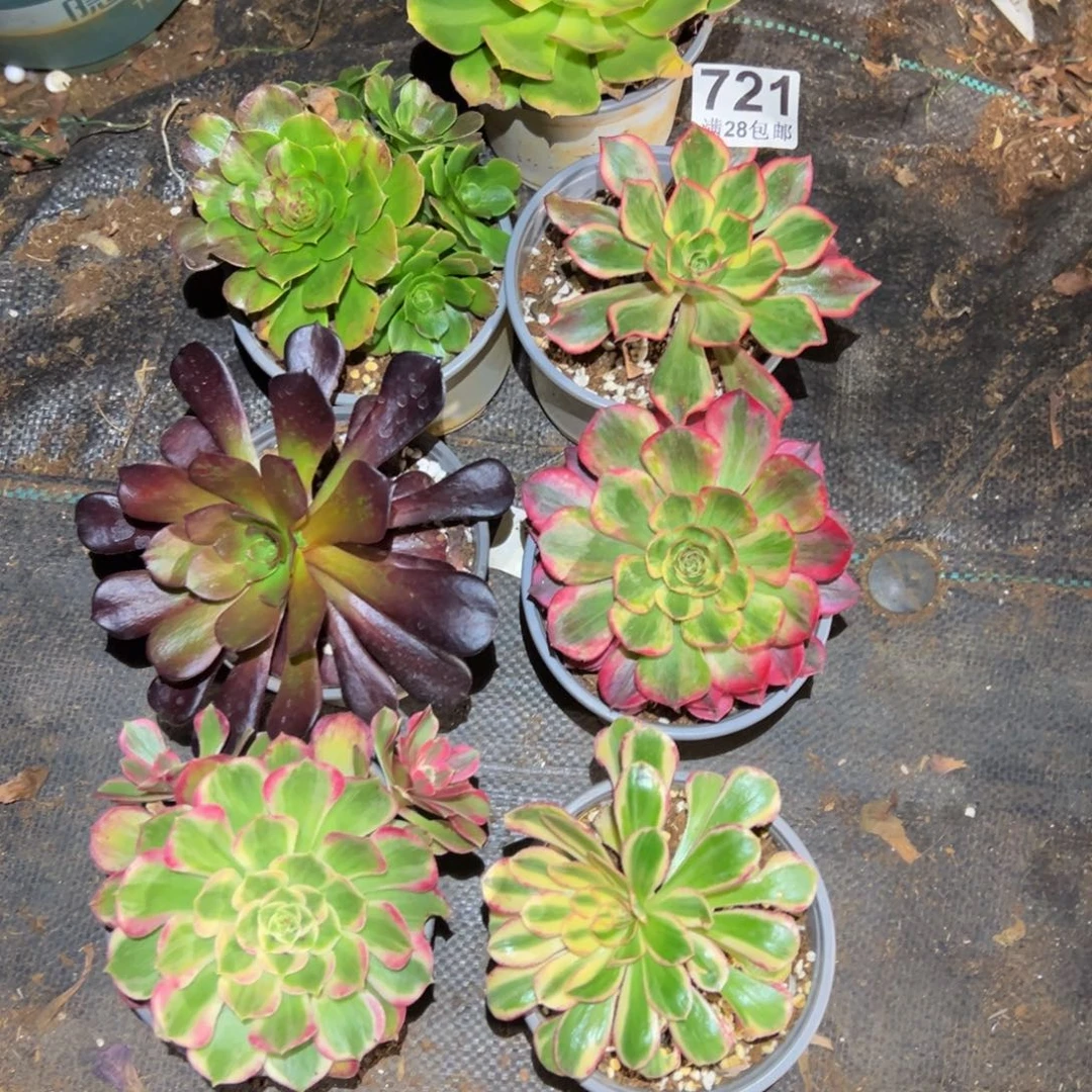 多肉植物721七颗小的