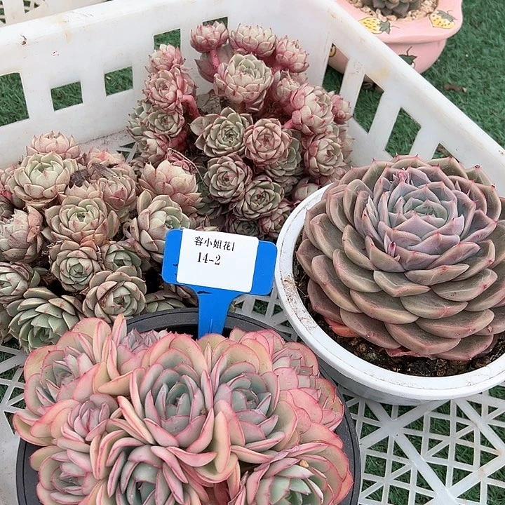 14.21️⃣筐多肉植物