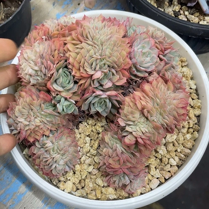 昂缀哦哦哦哦哦哦哦哦哦哦哦