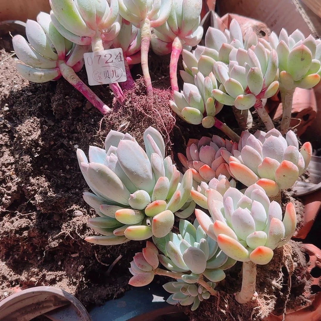 0724号包邮的时候我就在想