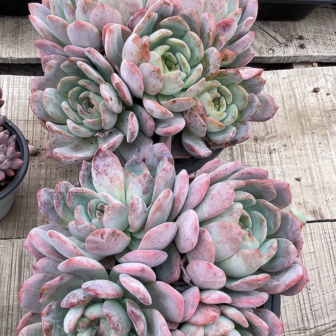 两盆全明星多肉植物