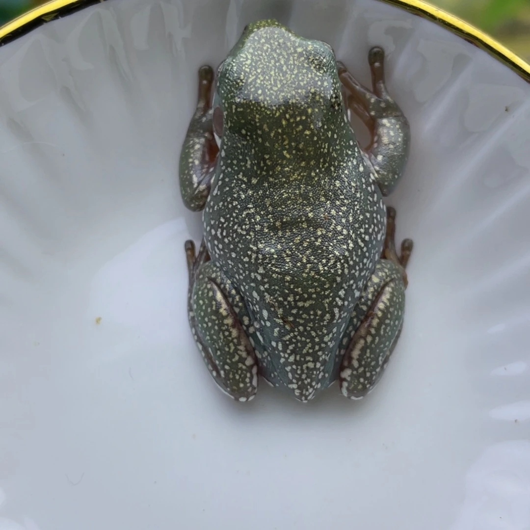 老爷树蛙短腿专场13号