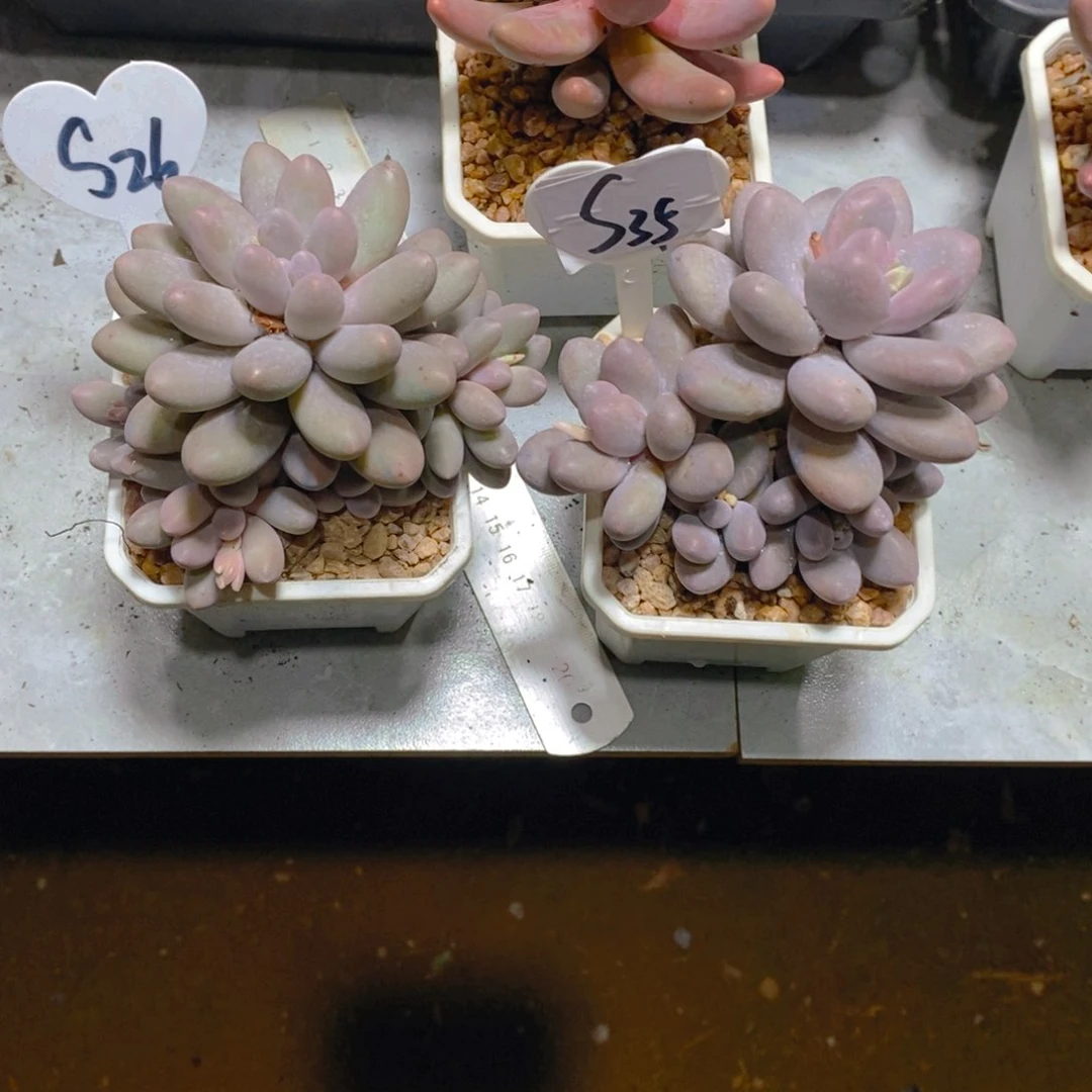 陶**幺汤圆群多肉植物2颗