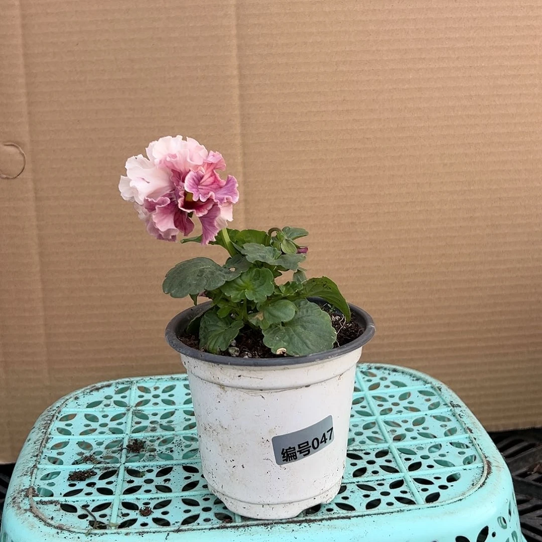 【闪购商品】完全开放047号