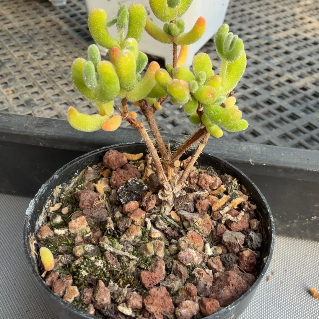 红叶枝干番杏盆栽