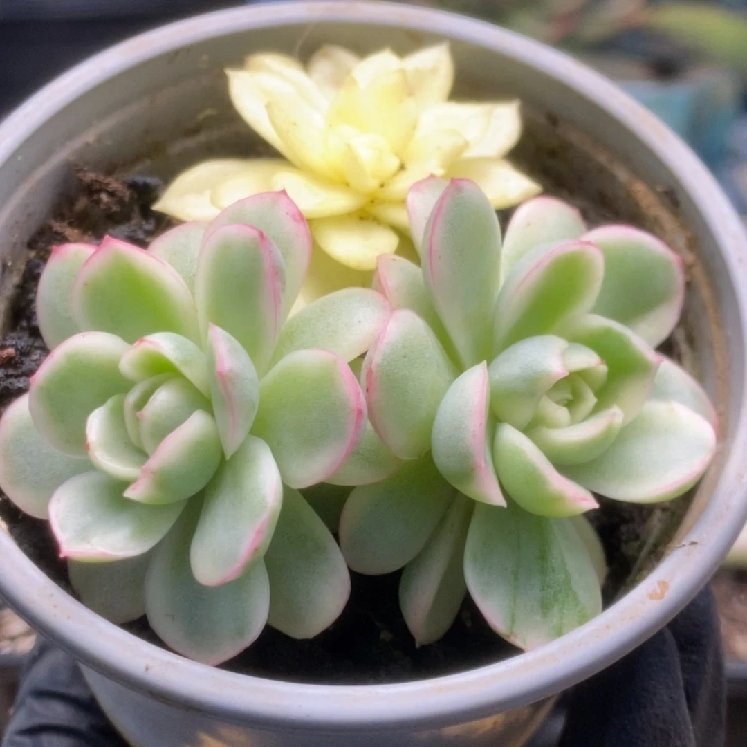586黄玫瑰锦锦锦锦锦