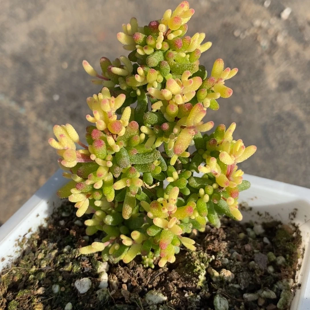 t***u982飞机猪。