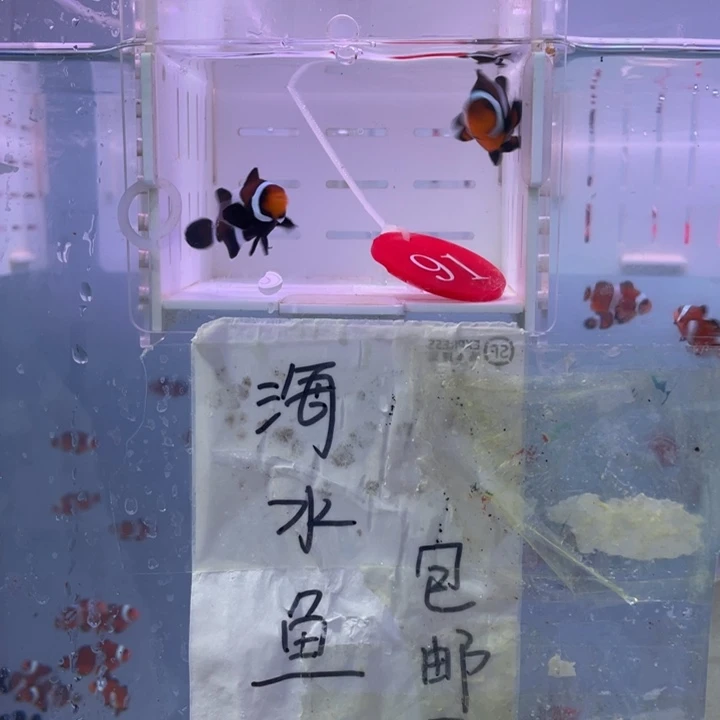 海水鱼精品玛瑙一对4左右