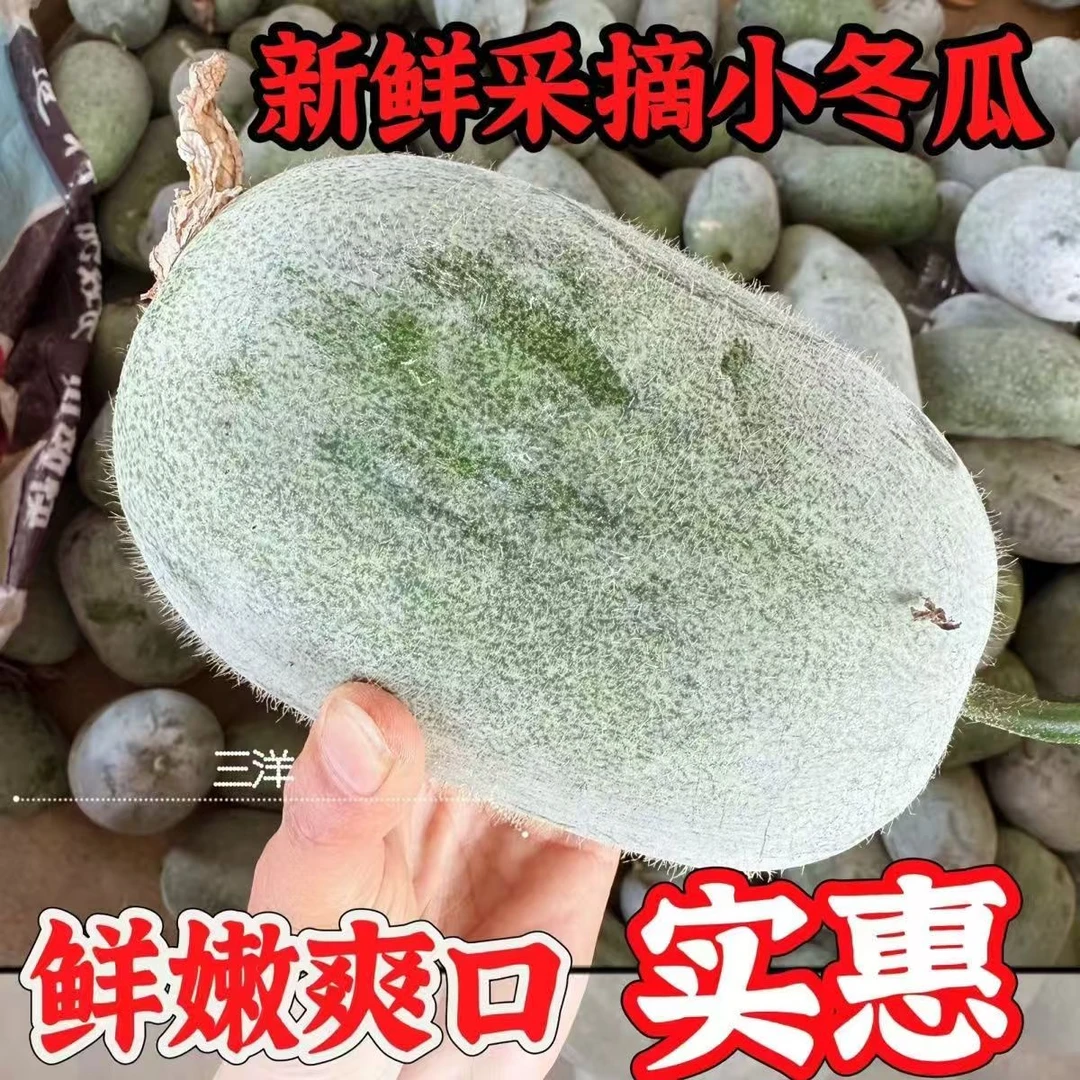 新鲜现摘小冬瓜水果冬瓜挂白霜冬瓜应季蔬菜皮薄肉厚可生吃