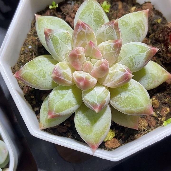 多肉植物伊丽莎白810