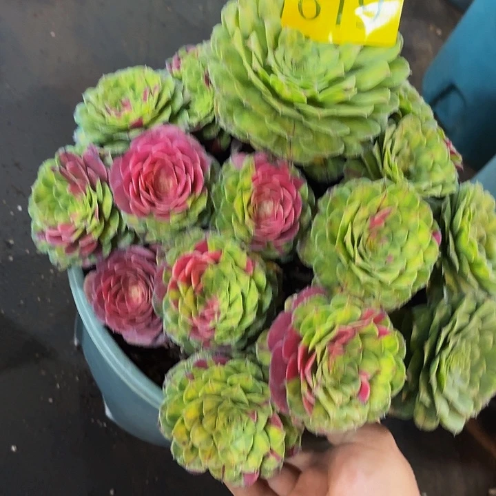 多肉植物知否819一