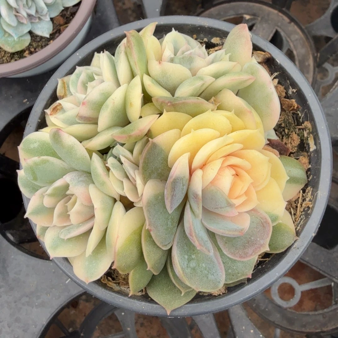 ?****草一刻彩锦昂斯诺锦群