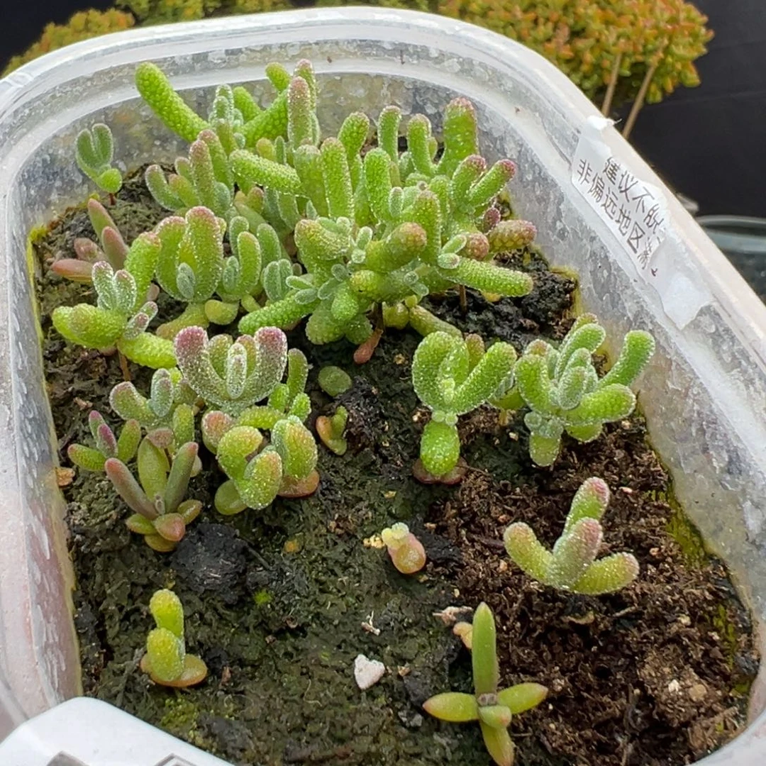 有锦dy5297实生混播切糕