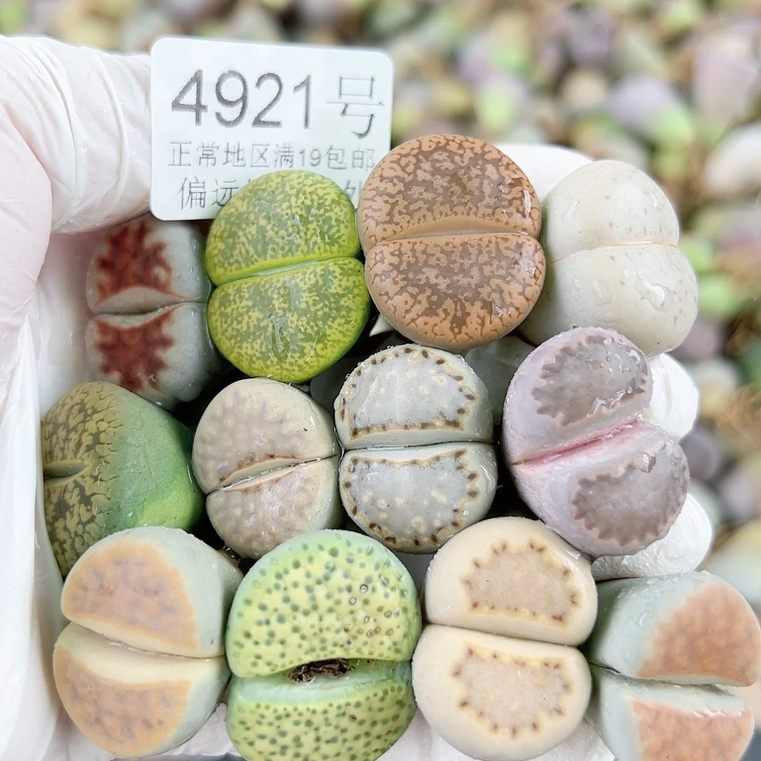 4921 好养易活生石花大母本12个2-2.5cm