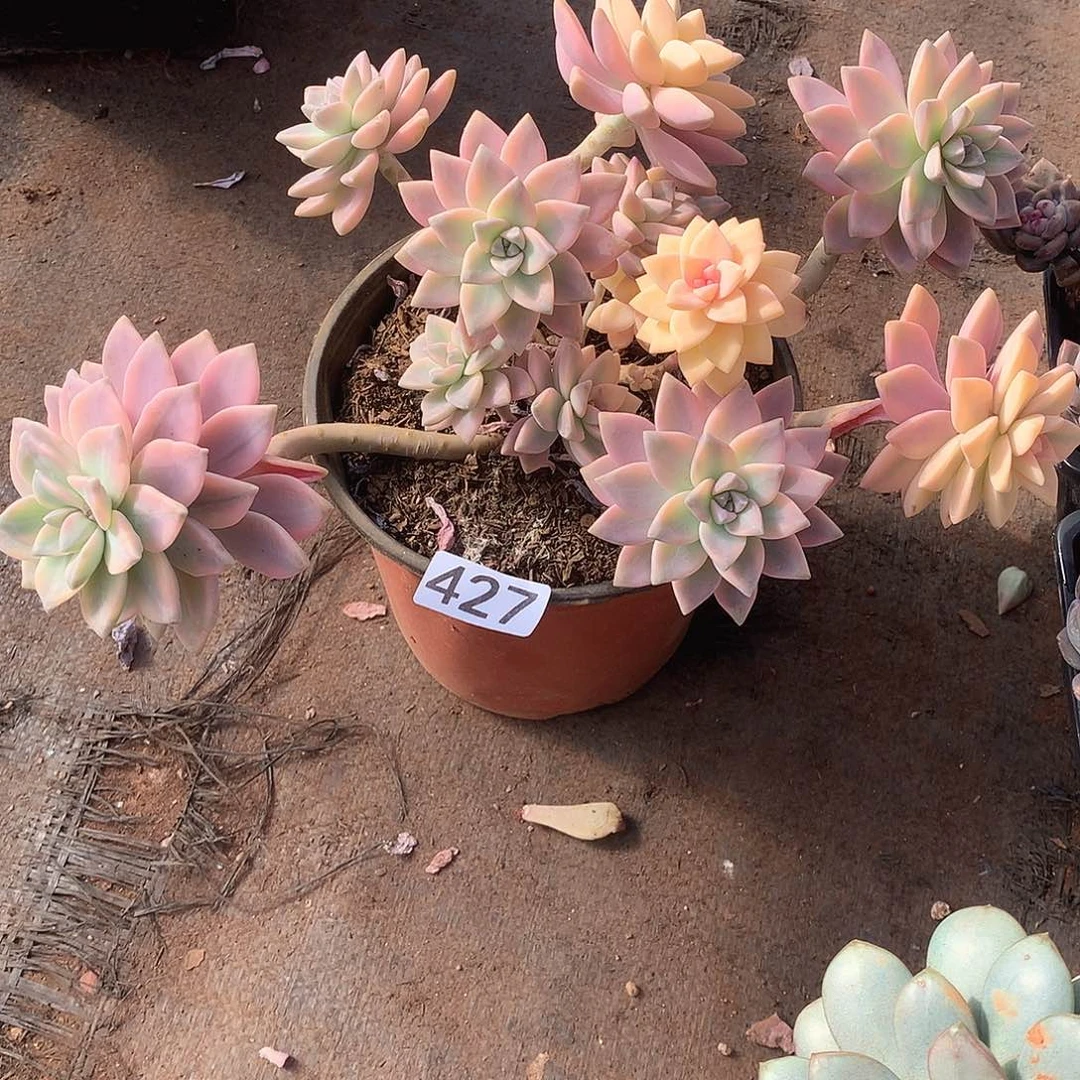 427 一物一拍多肉！