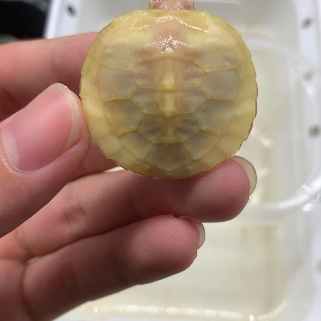 不分公母巴西彩龟