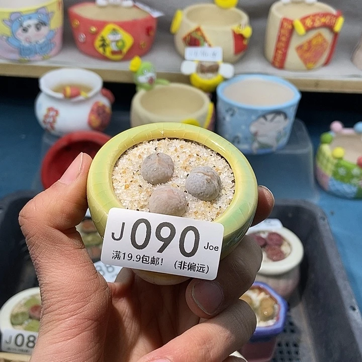 90大舅生石花肉锥