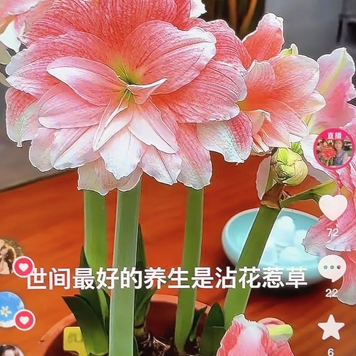 蒂卡荣耀干巴球3个装