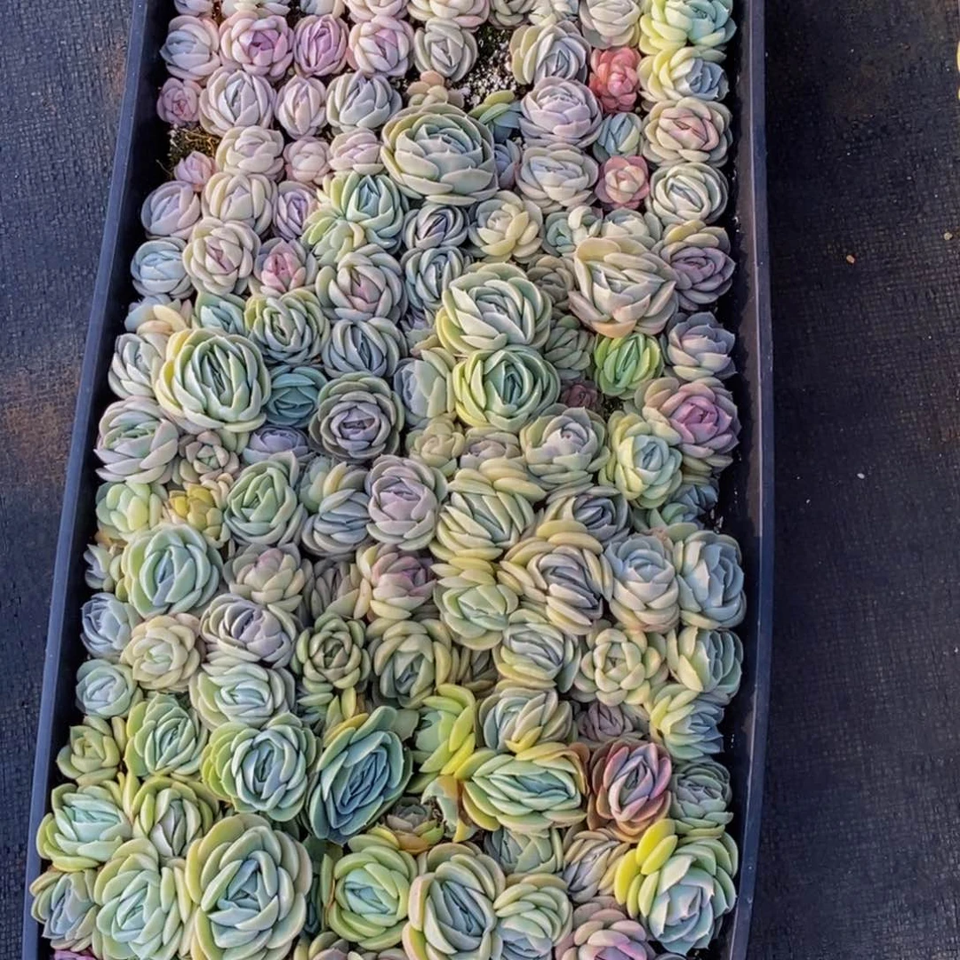 玲*301多肉植物保护研究所所长助理研究员