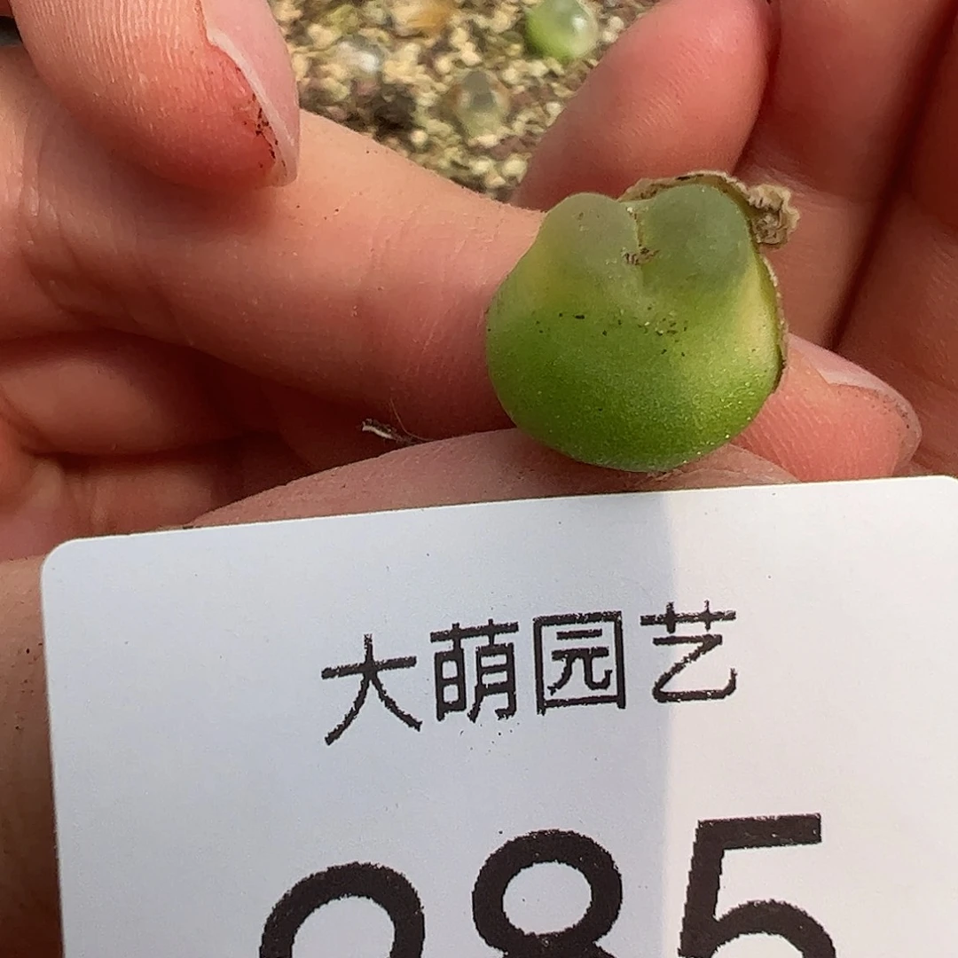 *****一物一拍               285