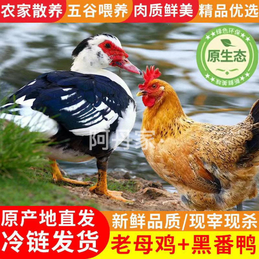 【阿丹家】3只3年黄油老母鸡+1只4斤番鸭 4只净重10-11斤