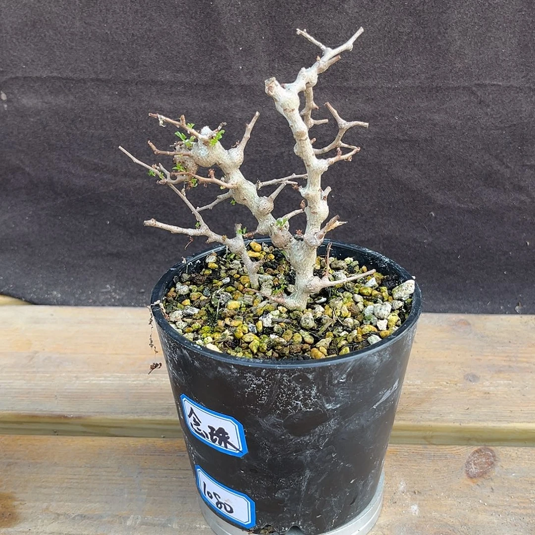 汤圆植物念珠橄榄帅