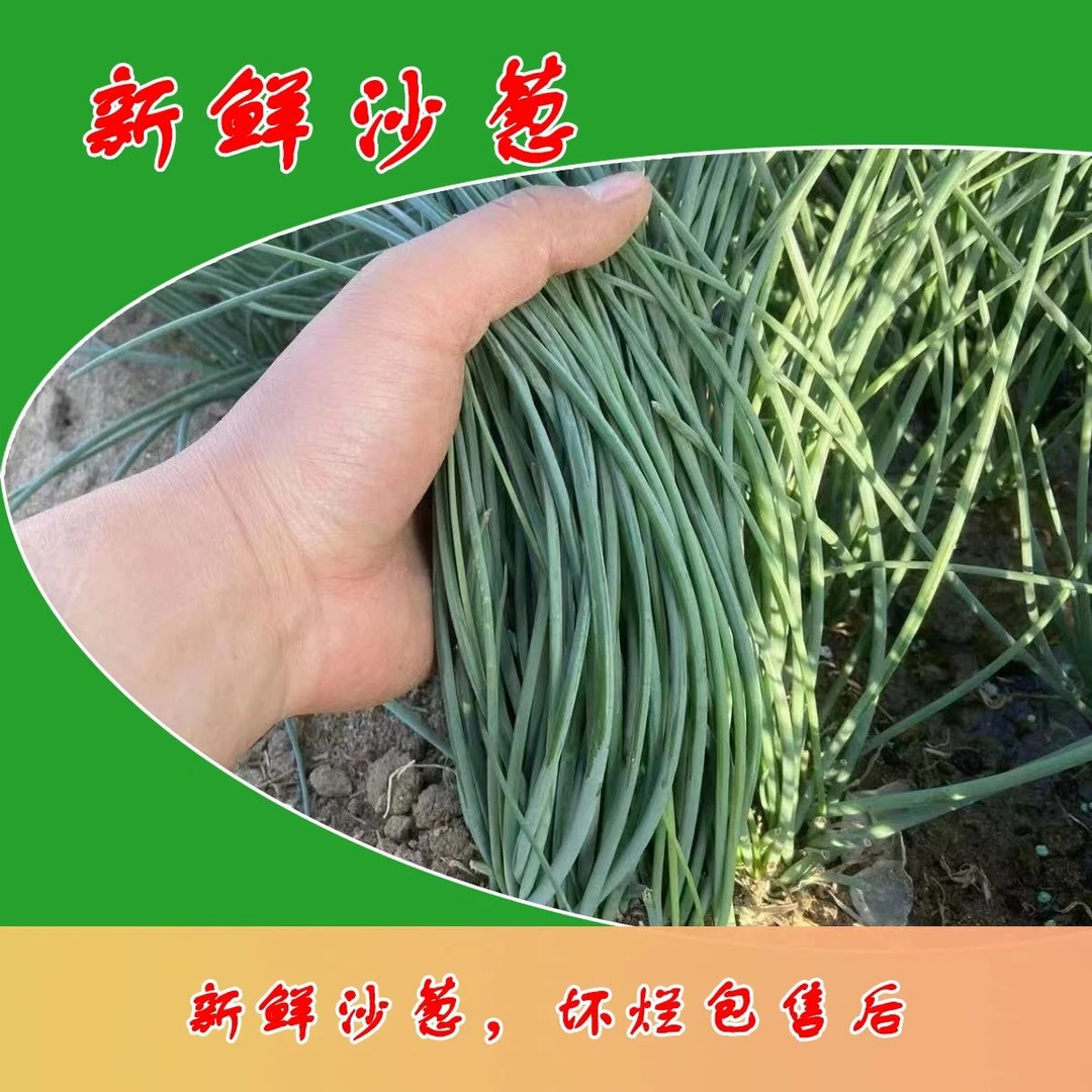 甘肃民勤新鲜沙葱现摘现发顺丰包邮当季家常菜