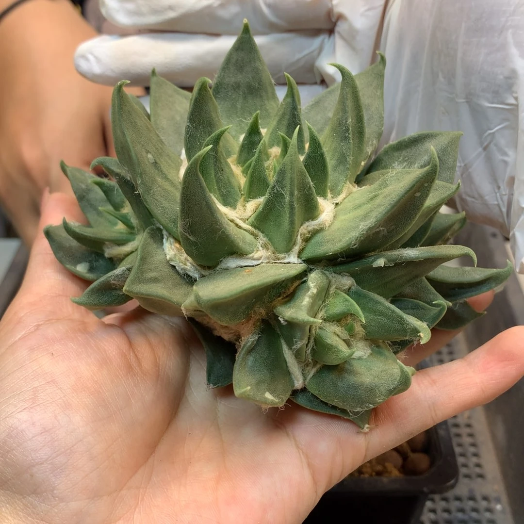 15号 出根芽龙牙岩牡丹群生 整体12公分